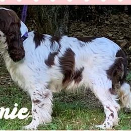 Collie and English Springer Spaniel All Grown Up from Briarcreek