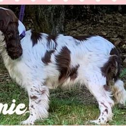 Collie and English Springer Spaniel All Grown Up from Briarcreek