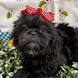 Clara - Black female Shih Tzu puppy in Claremont, California from Lovable Shih Tzus