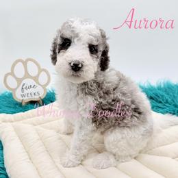 Aurora - Blue merle female Bernedoodle puppy in Omaha, Nebraska from Whimsy Doodles