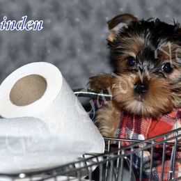 Yorkshire Terrier Puppies from Gator garden Yorkies