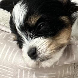 Biewer Terrier Puppies from Lozado’s Biewers
