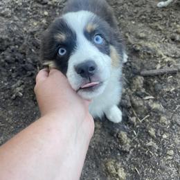 Aussiedoodle, Bulldog, Miniature Australian Shepherd, Poodle, and Toy Australian Shepherd Puppies from Mowry Creek Mini Aussiedoodles and More