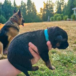 Blue Brave - Black and tan male German Shepherd puppy in Bonney Lake, Washington from German Shepherds Von Washington