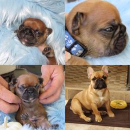 French Bulldog Puppies from Legend French Bulldogs