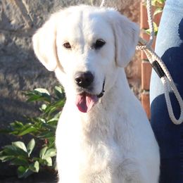 Lavina - Golden Retriever