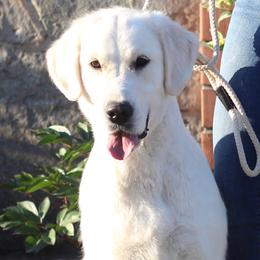 Lavina - Golden Retriever