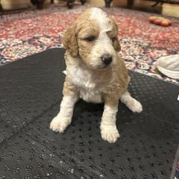 Willie - Brown and white male Bernedoodle puppy in Pauls Valley, Oklahoma from Daisy’s Doodles