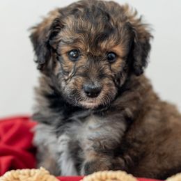 Acorn - Sable male Bernedoodle puppy in Fairfield, Illinois from Positively Doodles