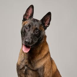 Judah - Belgian Malinois