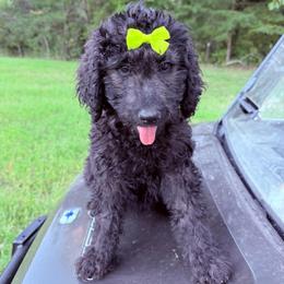 Raven - Black female Goldendoodle puppy in Jasper, Georgia from Harrington Doodles & Poodles