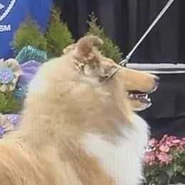 "Ramona" - Collie