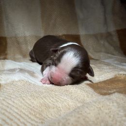 Girl 3 - Red tri-color female Australian Shepherd puppy in Ridgeville, Indiana from McCord’s Standard Aussies