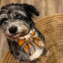 Covey - Aussiedoodle