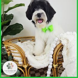 Benny - Black tri-color male Aussiedoodle puppy in Grand Rapids, Michigan from The Kindred K9