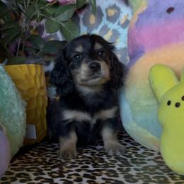Lorena - Black and tan female Dachshund puppy in Floresville, Texas from Muddy River Dachshunds