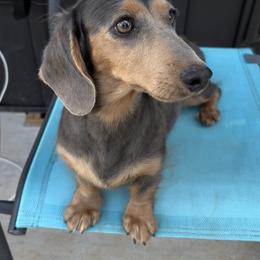 Dachshund puppies from Mountain Farm Dachshunds