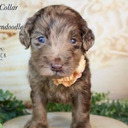 Dark purple collar - Merle female Goldendoodle puppy in Plattsburgh, New York from Adirondack Poodles Goldendoodles,Bernedoodles & Schnoodles