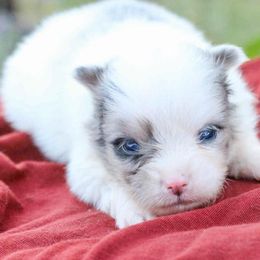 Smokey - Blue merle male Pomeranian puppy in Bremen, Indiana from AMS Pomeranians and Pomskies in Indiana