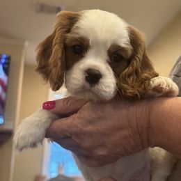 Cavalier King Charles Spaniel Puppies from Frosty’s Cavaliers