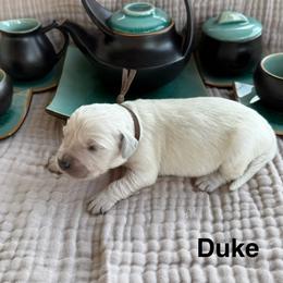 Duke - Light golden male Golden Retriever puppy in Conroe, Texas from Tails of Cypress