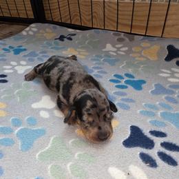 Girl 3 - Dapple female Dachshund puppy in Farmerville, Louisiana from Hancock House of Basset Hounds & Mini Dachshunds