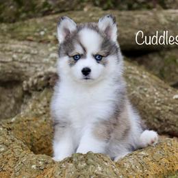 Cuddles - Black and white male Pomsky puppy in Denham Springs, Louisiana from Bayouland Pomskies