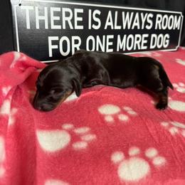 Lilo AKC 3000 - Black and tan female Dachshund puppy in Indian Trail, North Carolina from Hilda’s Teenie Weenies