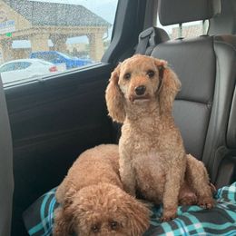 Aspen - Poodle