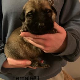 Female 1 - Fawn female Anatolian Shepherd Dog puppy in Daggett, Michigan from T&S Anatolians