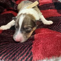Gingerbread - Sable and white female Collie puppy in Richmond, Kentucky from Puppy Dog City