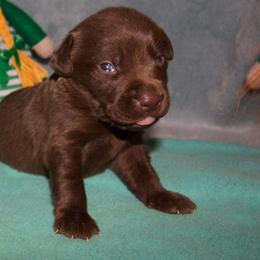 No collar - Chocolate male Labrador Retriever puppy in Arlington, Washington from Stout's Hunting Labs and trsbullies