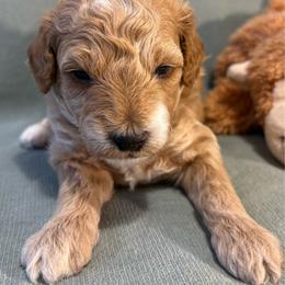 Oliver - Apricot male Goldendoodle puppy in Rochester, New York from Willowgreen Goldendoodles