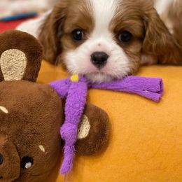 Cavalier King Charles Spaniel Puppies from Angels Ridge Cavaliers