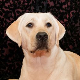 Labrador Retrievers from Cold Creek Farms