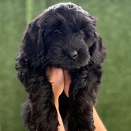Sally - Black female Goldendoodle puppy in Miami Dade County, Florida from Doodle Lovers