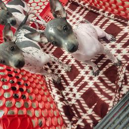 Satin - Black tan and white female American Hairless Terrier puppy in Lebanon, Missouri from Hearts Companions