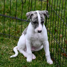 Theodore - Fawn brindle Whippet puppy in Fowlerville, Michigan from Winstar Whippets