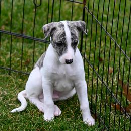 Theodore - Fawn brindle Whippet puppy in Fowlerville, Michigan from Winstar Whippets