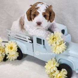Red and white boy - Blenheim male Cavapoo puppy in Ossian, Indiana from Sharices Cavapoos