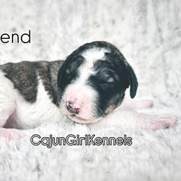 Legend - Parti male Poodle puppy in Denton, Maryland from Cajun Girl Kennels