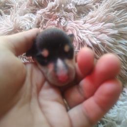 Desdemona - Black white and tan female Collie puppy in Salineville, Ohio from Aryggeth Collies