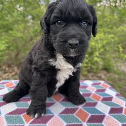 Boy 5 - Black and white male Aussiedoodle puppy in Hillsboro, Illinois from Perfect Paws Puppies