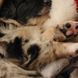 Australian Shepherd Puppies from Summit Australian Shepherds