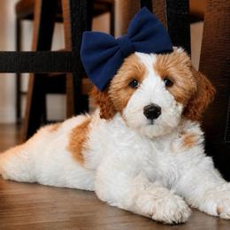 Francis (guardian home opportunity) - Parti female Goldendoodle puppy in Van Alstyne, Texas from Forest Haven Doodle Co.