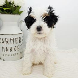 Clove - Black and white female Bernedoodle puppy in Granton, Wisconsin from Rose River Farms