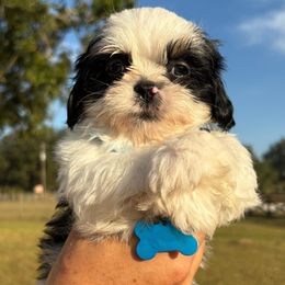 Domino - Black and white male Shih Tzu puppy in Hialeah, Florida from South East Coast Angels Shih Tzus