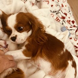 Peaches 🍑 - Cavalier King Charles Spaniel