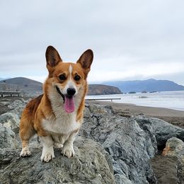 Pembroke Welsh Corgi puppies from Camp Corgis