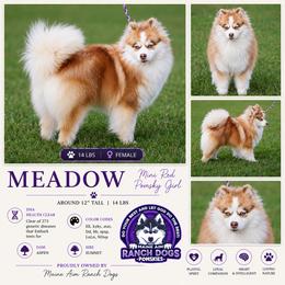 Meadow - Pomsky